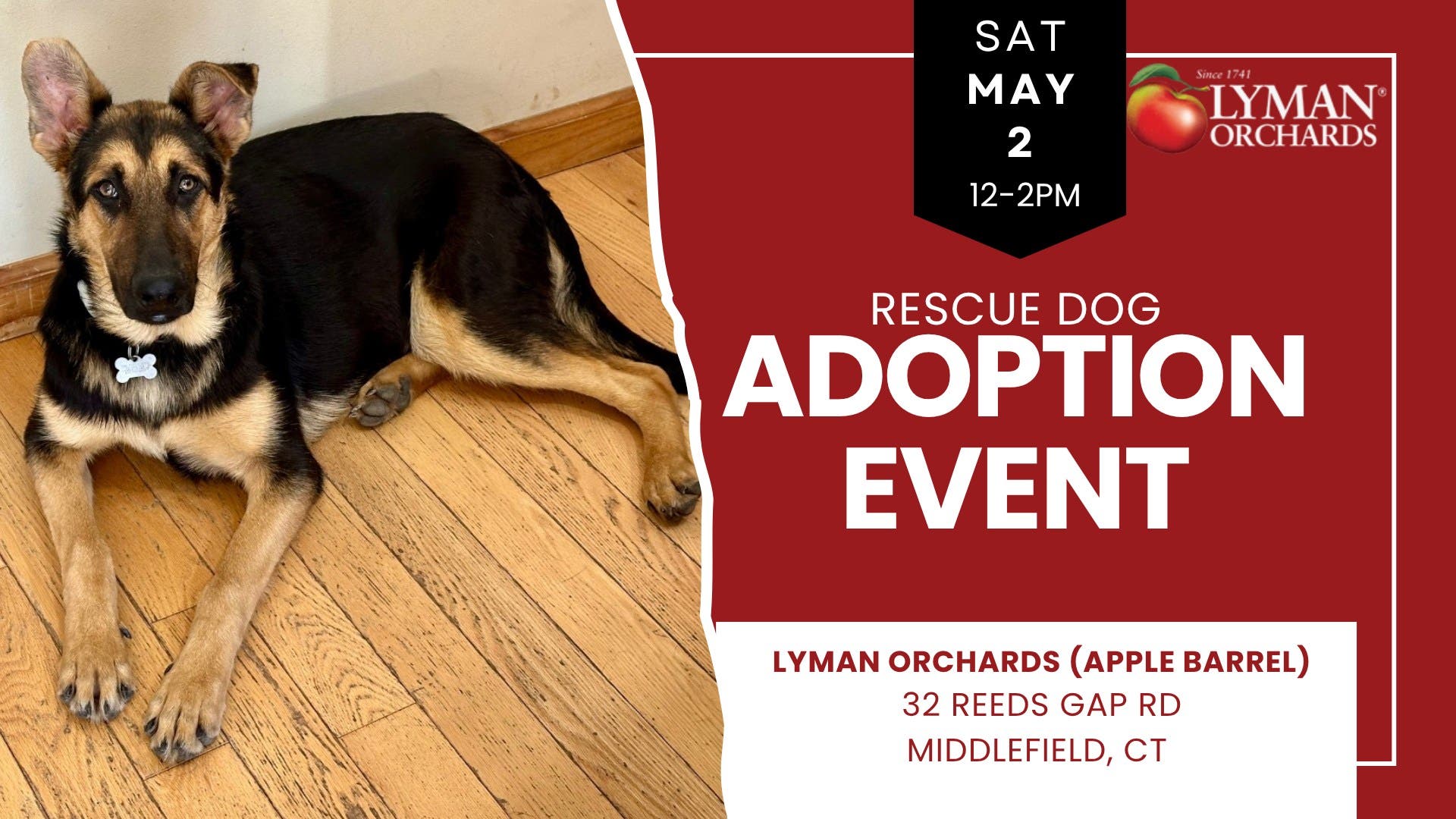 Adopt a Rescue Dog at Lyman Orchards