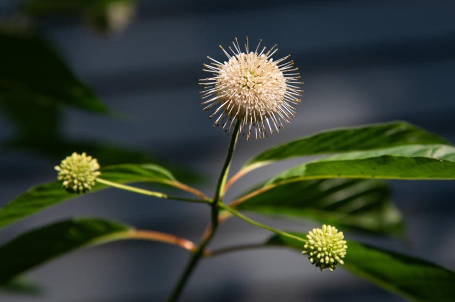 Native Shrub Sale & Nature Walks
