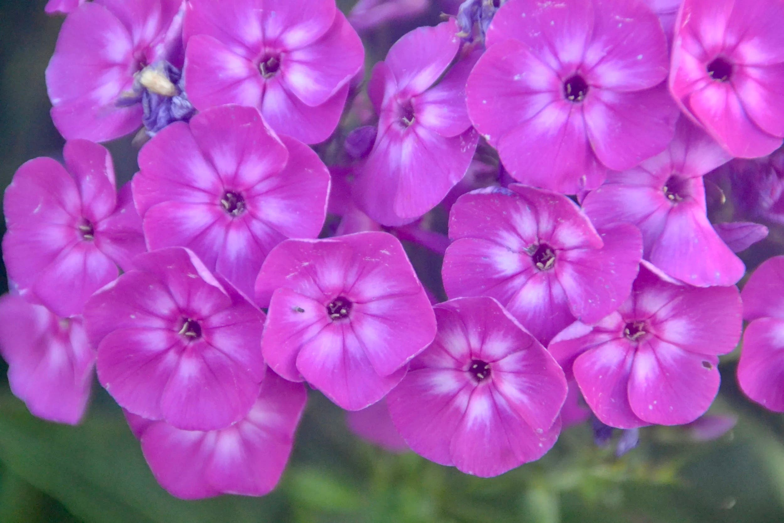 Montelindo Garden Club presents botanical illustrator Lee McCaffree Sept 18