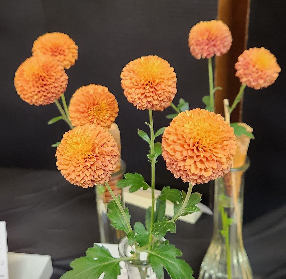 Sogetsu Ikebana experts demonstrate at Montelindo Garden Club