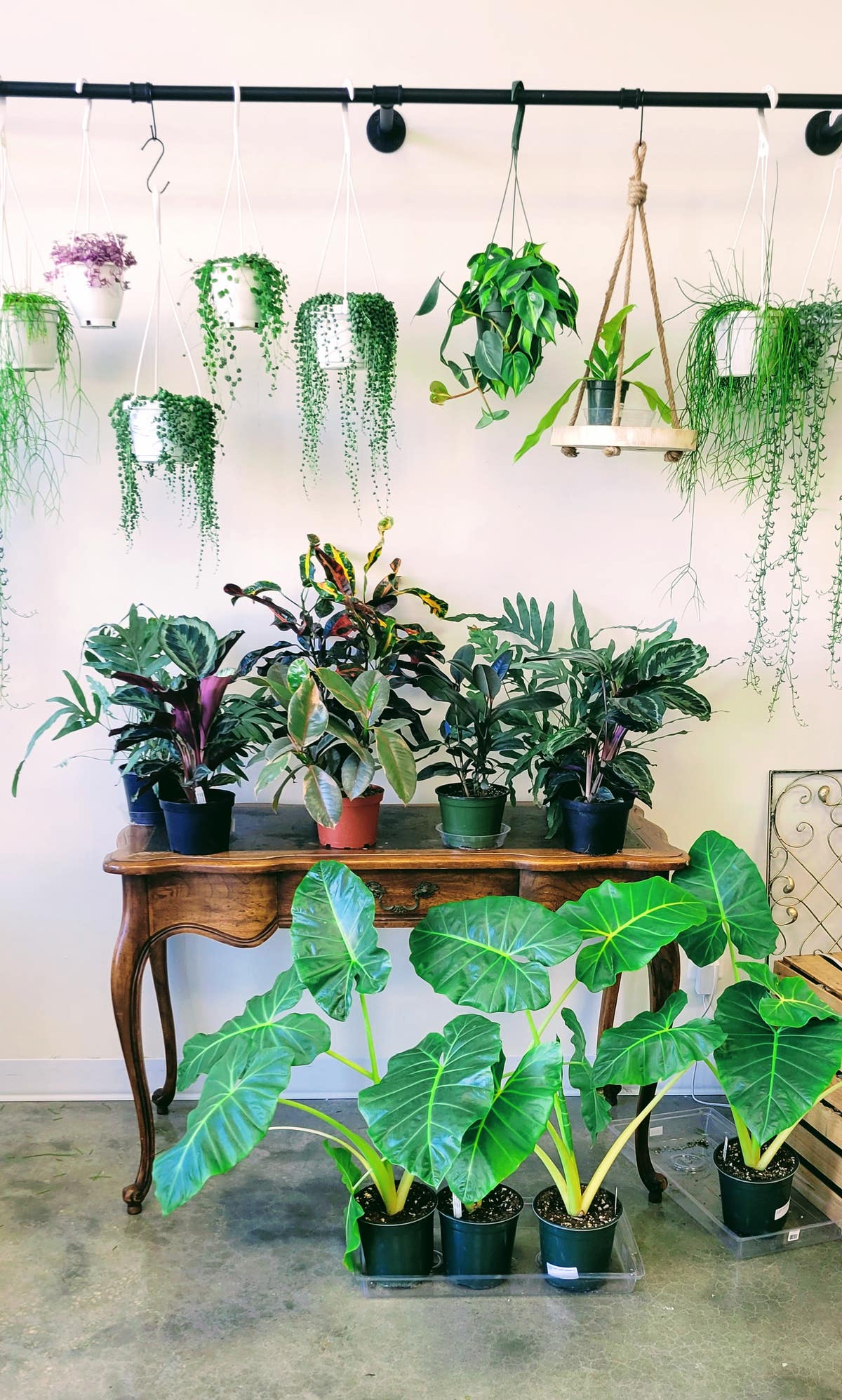 Eucalyptus Houseplants and Home, LLC