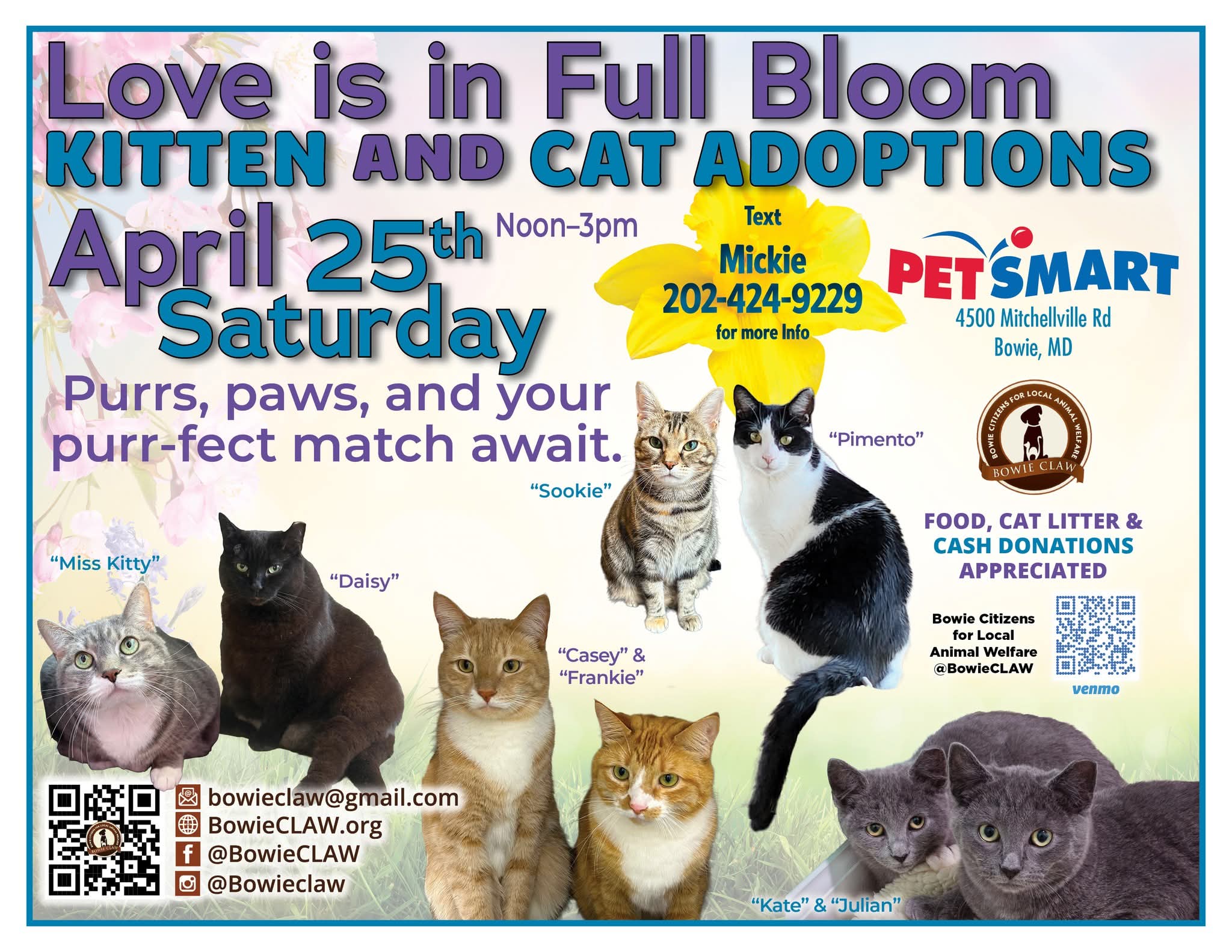 Kitten and Cat Adoptions
