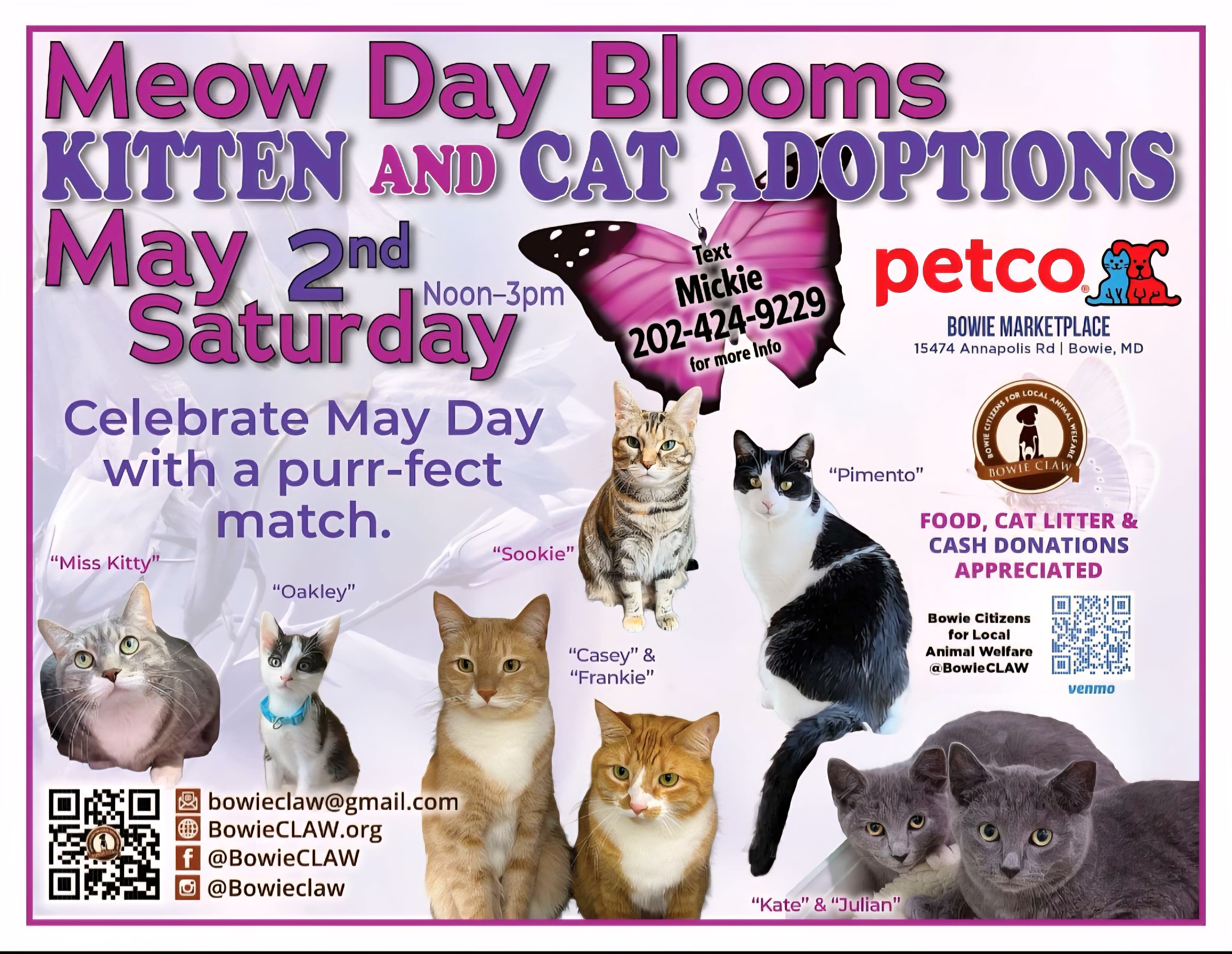 Meow Day Kitten and Cat Adoptions!