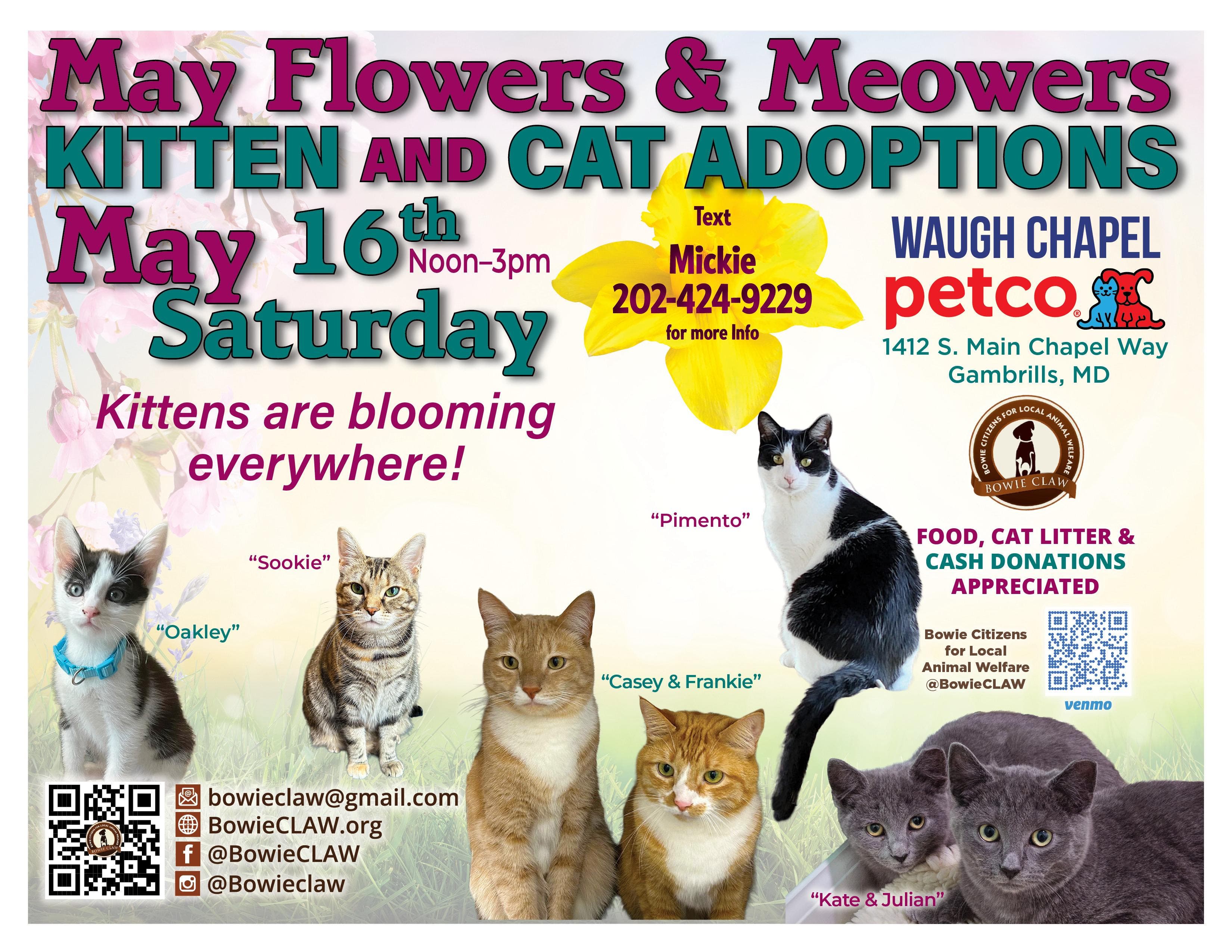 May Flowers & Meowers Kitten And Cat Adoptions