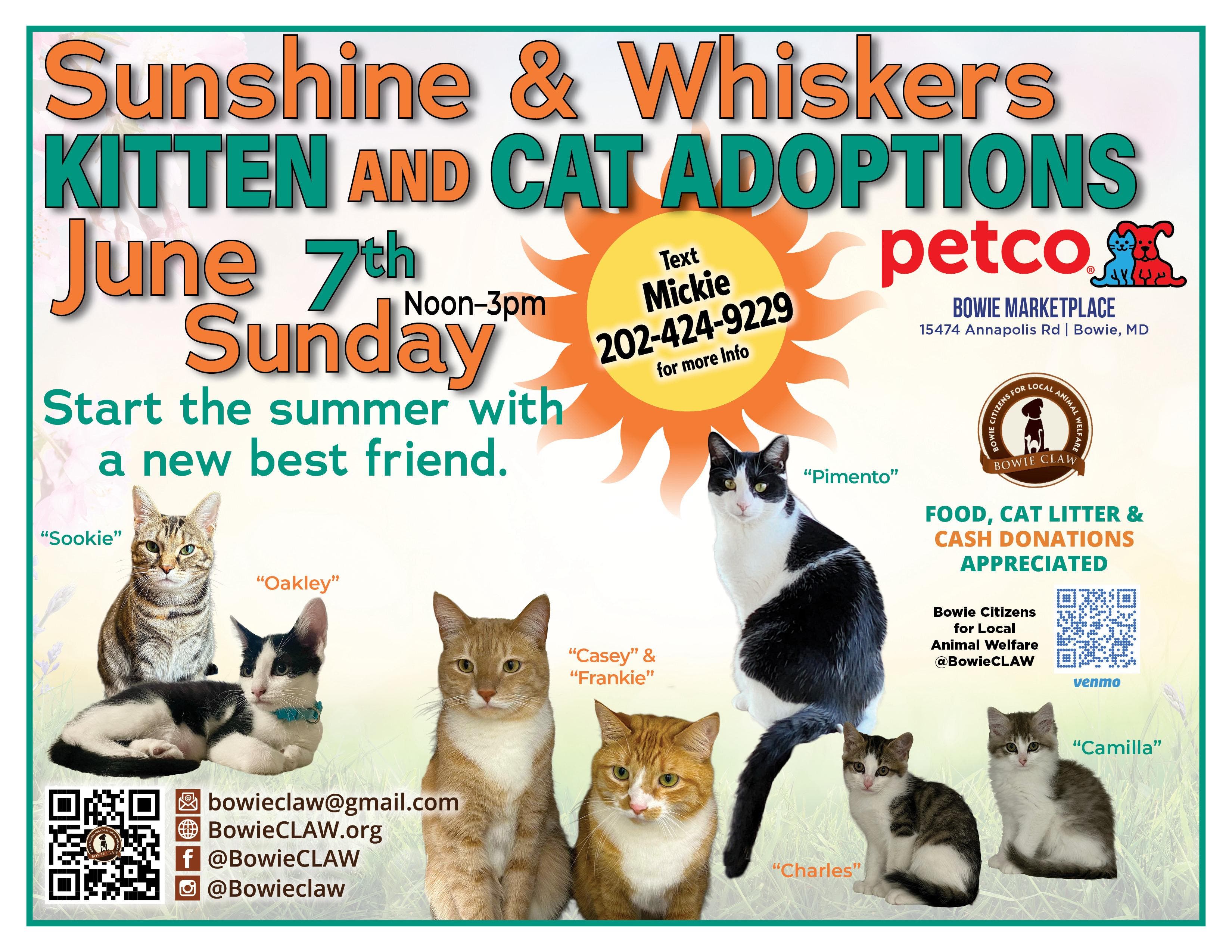 Sunshine & Whiskers Kitten And Cat Adoptions