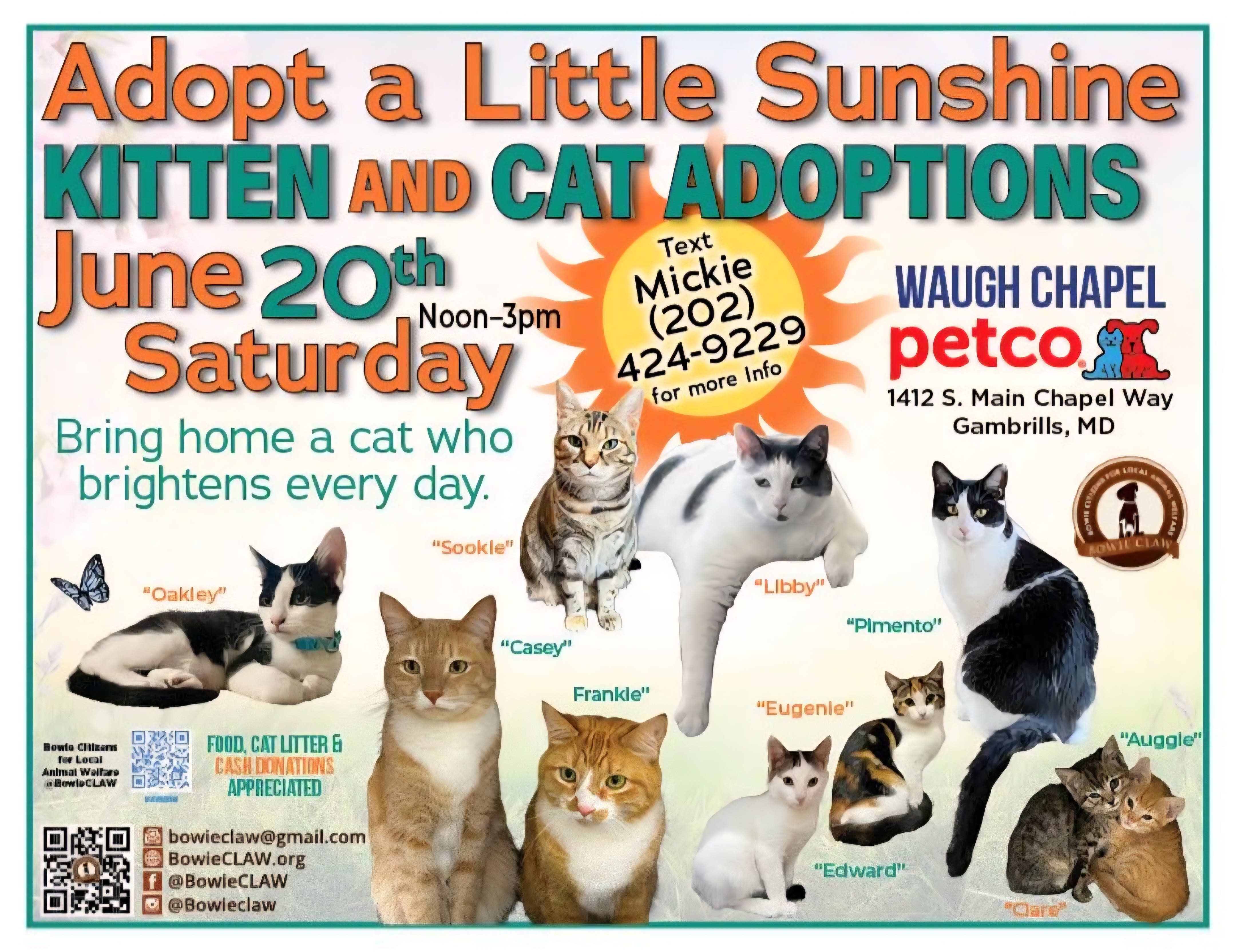 Adopt a Little Sunshine Kitten & Cat Adoption Event