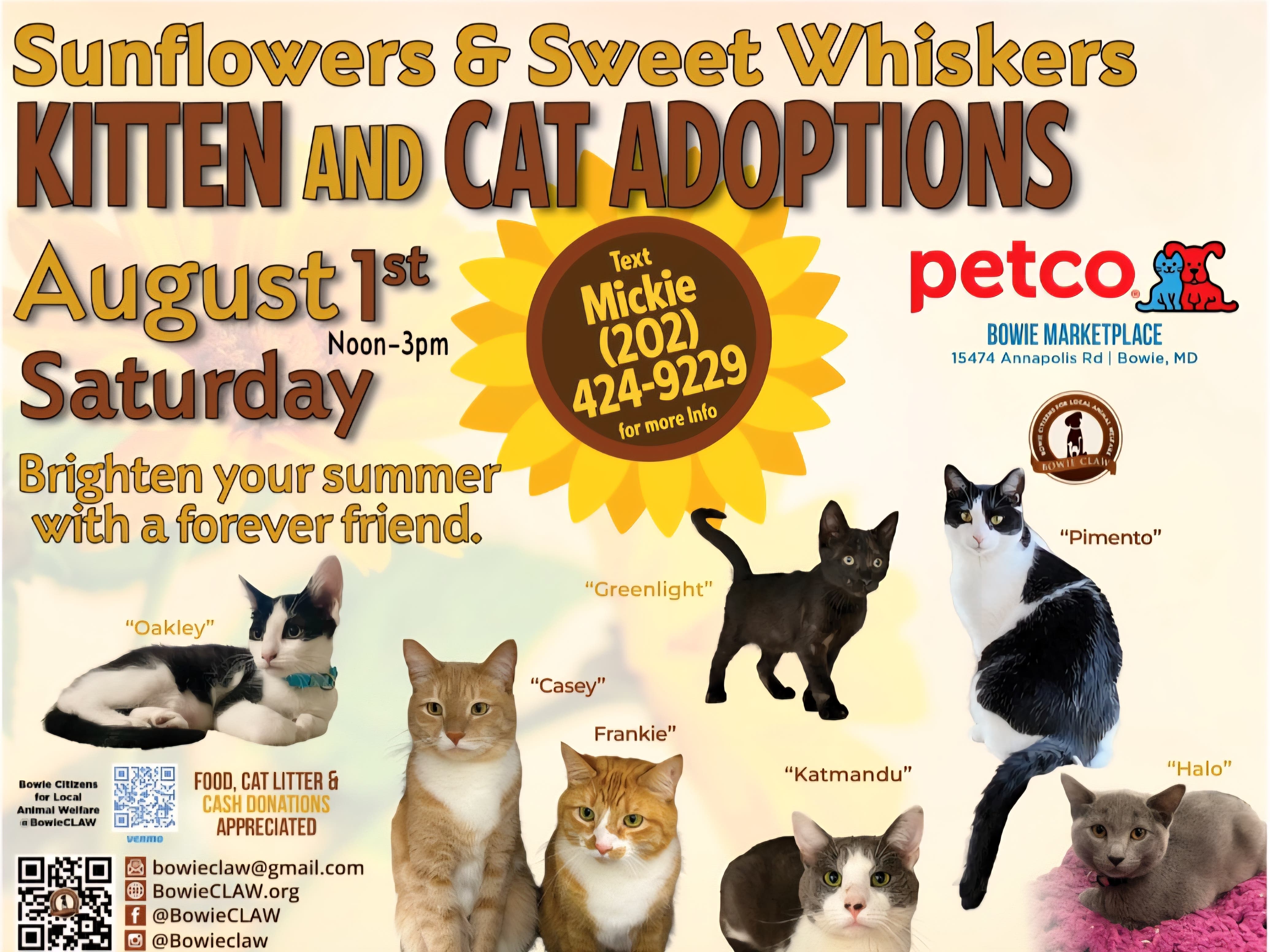 Summer Cat & Kitten Adoptions