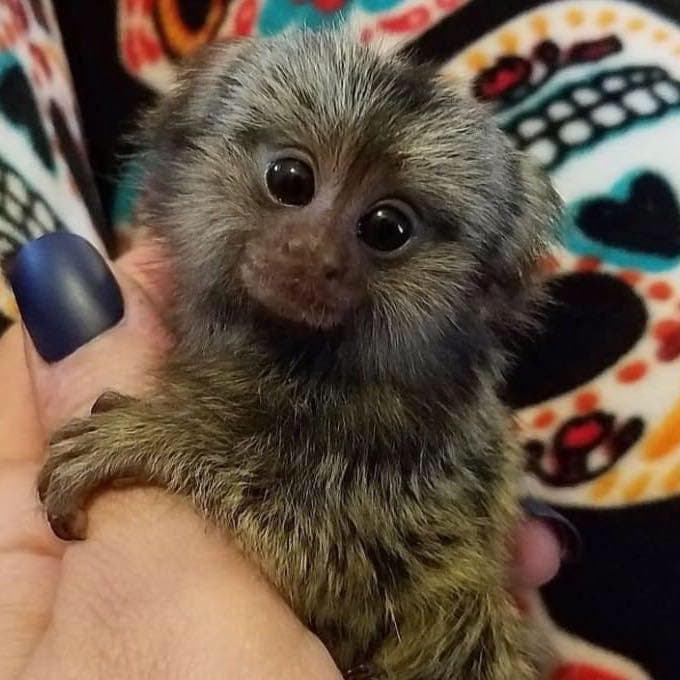 Capuchin Monkeys for Sale Chico, CA Patch