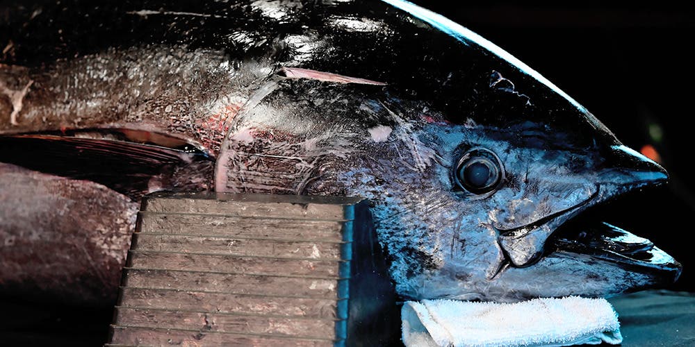 All-You-Can-Eat Tuna and Wagyu Experience at Omakase Kyara Sake Bar