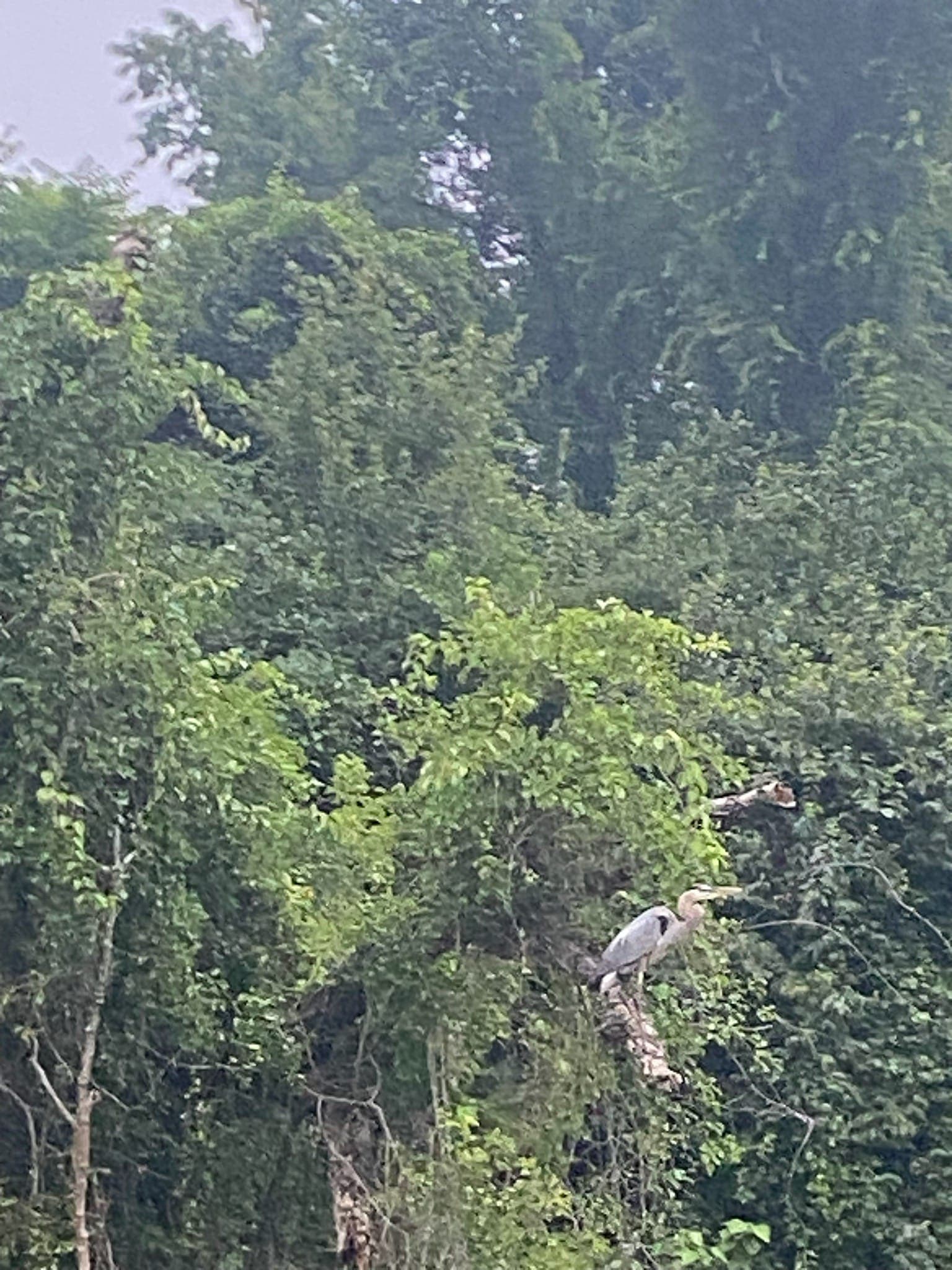 Wildlands Conservancy - Bike & Boat: Forest Bathing for Wellness and Recovery