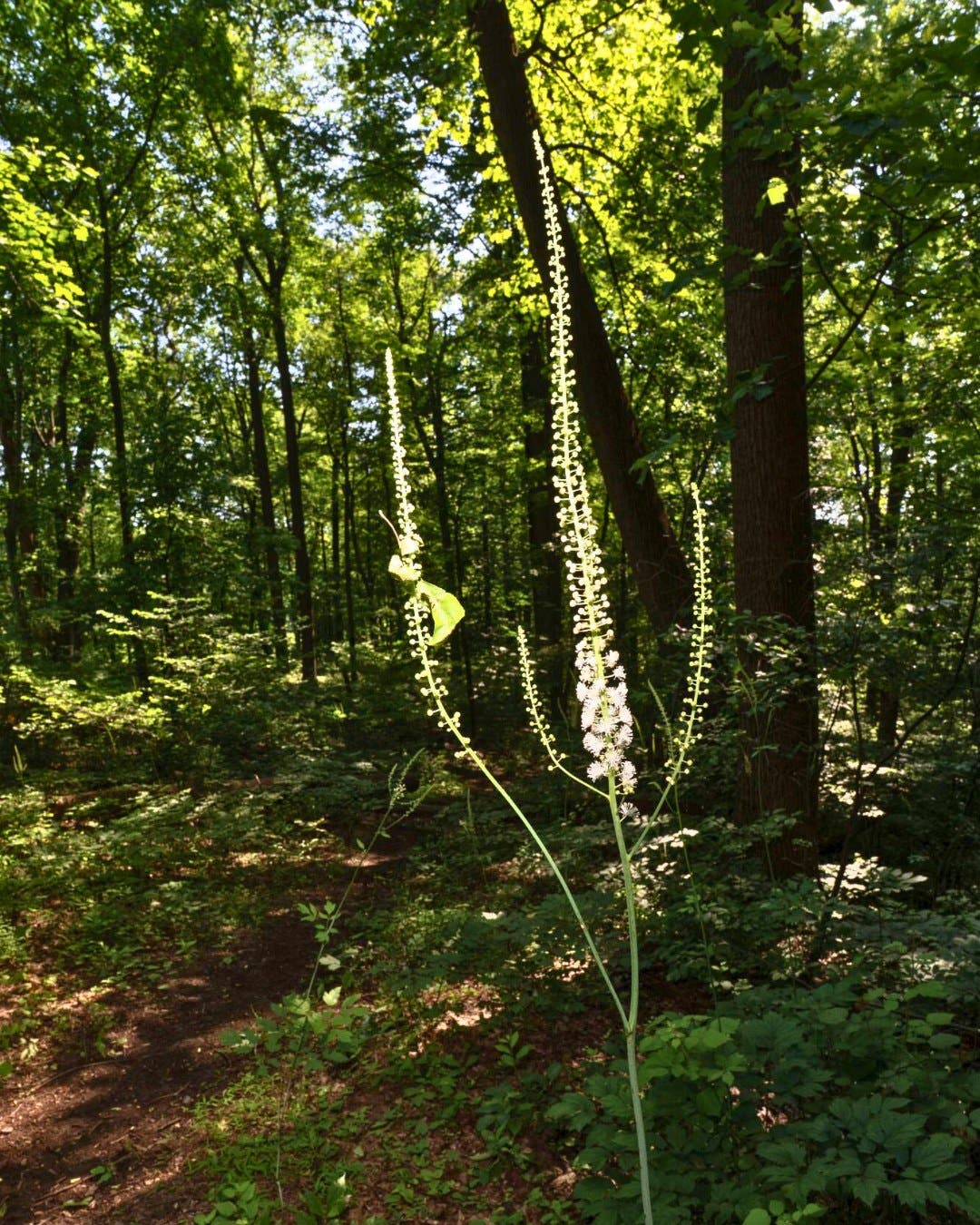 Wildlands Conservancy – Trailside Nature Sketching