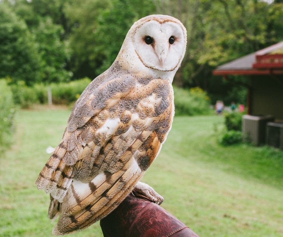 Wildlands Conservancy – Wildlife Meet & Greet