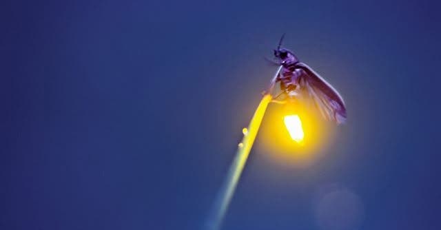 Wildlands Conservancy – Firefly Field Study
