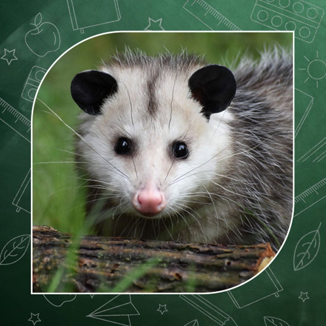 Wildlands Conservancy - PreK Pathfinders: Backyard Safari
