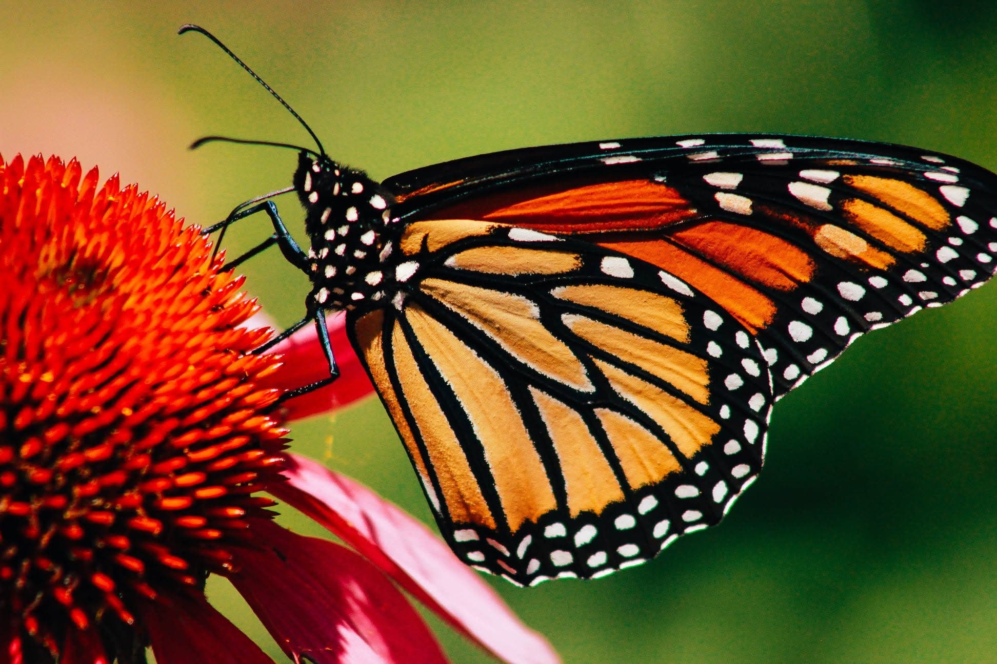 Wildlands Conservancy - Monarch Tagging & Meadow Exploration