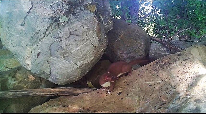 Wildlands Conservancy – Weasel Watch: Wildlife Monitoring