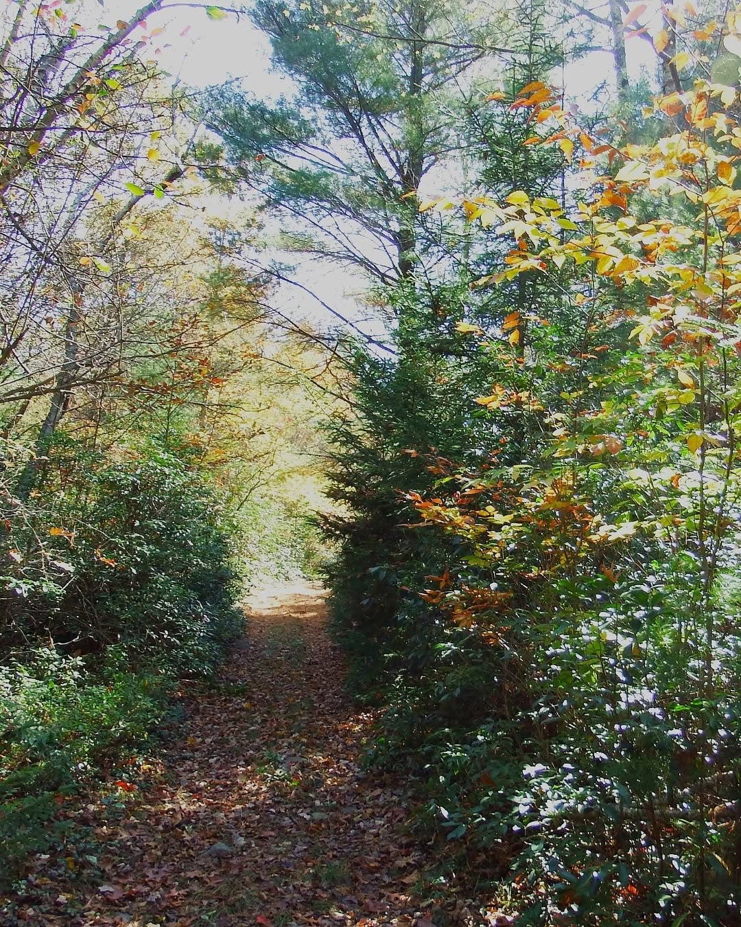 Wildlands Conservancy – Walk in Penn’s Woods: Stewardship in Action
