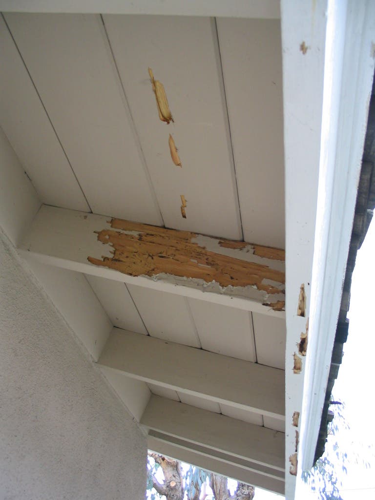 Termite Repair Specialists