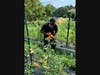 West Haven High School Senior Maya Angela Wheeler harvests tomatoes for GVI’s weekly farm stand. Each year the stand produces thousands of pounds of food for the Bridgeport community.