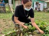 Sariah Cohen, age 15 from Bridgeport, weeds beds filled with velour beans and sweet potatoes. 