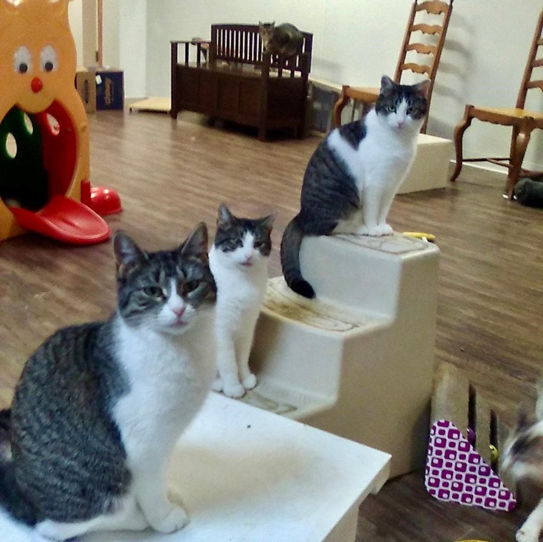 Dec 20 lidarescue cat adoption toms river nj patch