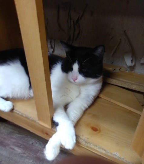 LIDARescue Cat Adoption