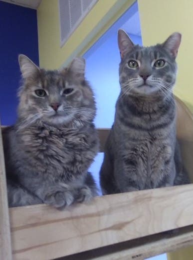 LIDARescue Cat Adoption