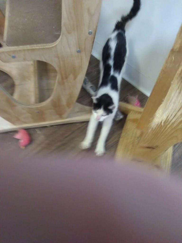 LIDARescue Cat Adoption