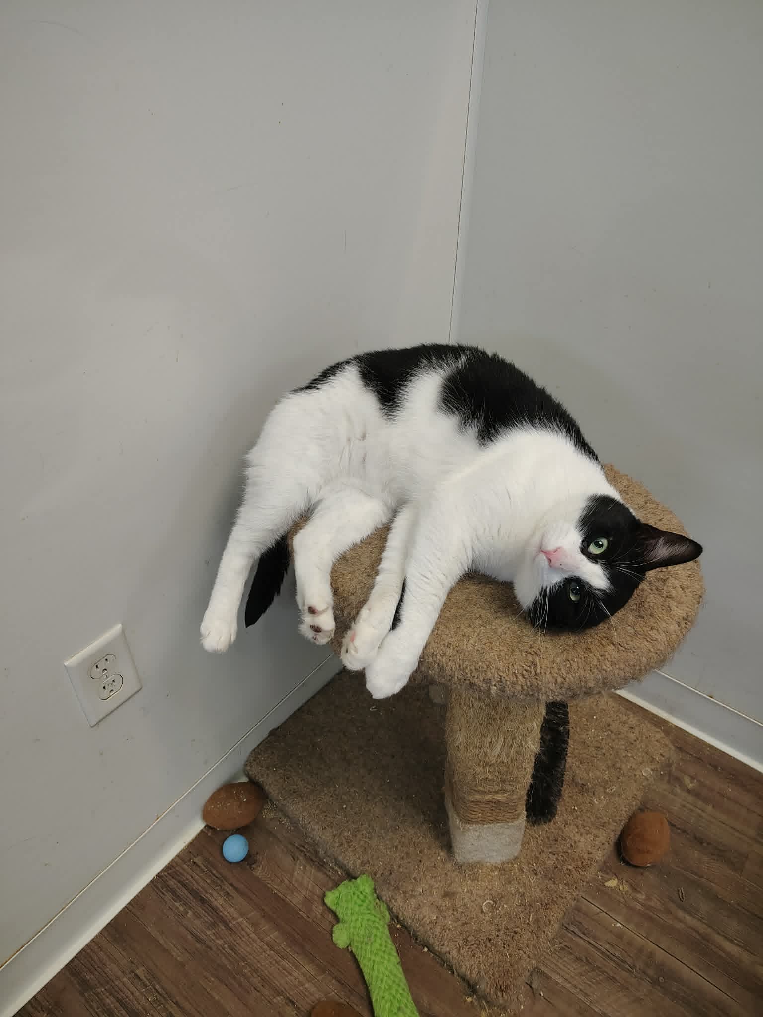 LIDARescue Cat Adoption