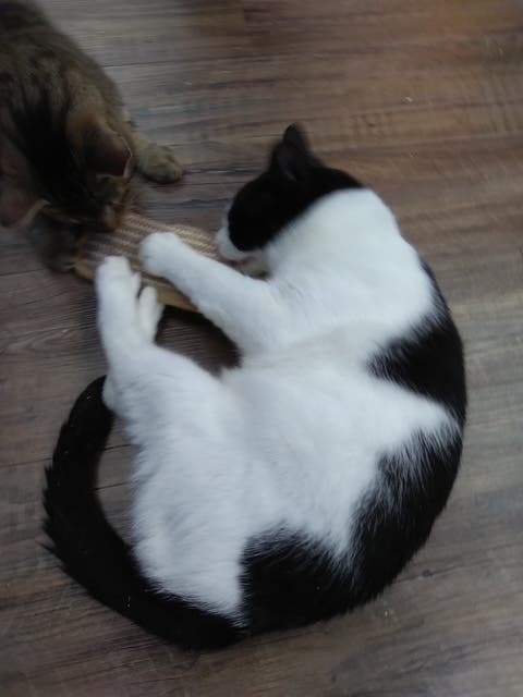 LiDARescue Cat Adoption