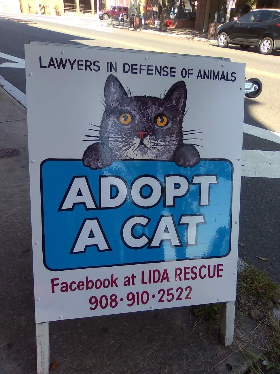 LIDARescue Cat Adoption