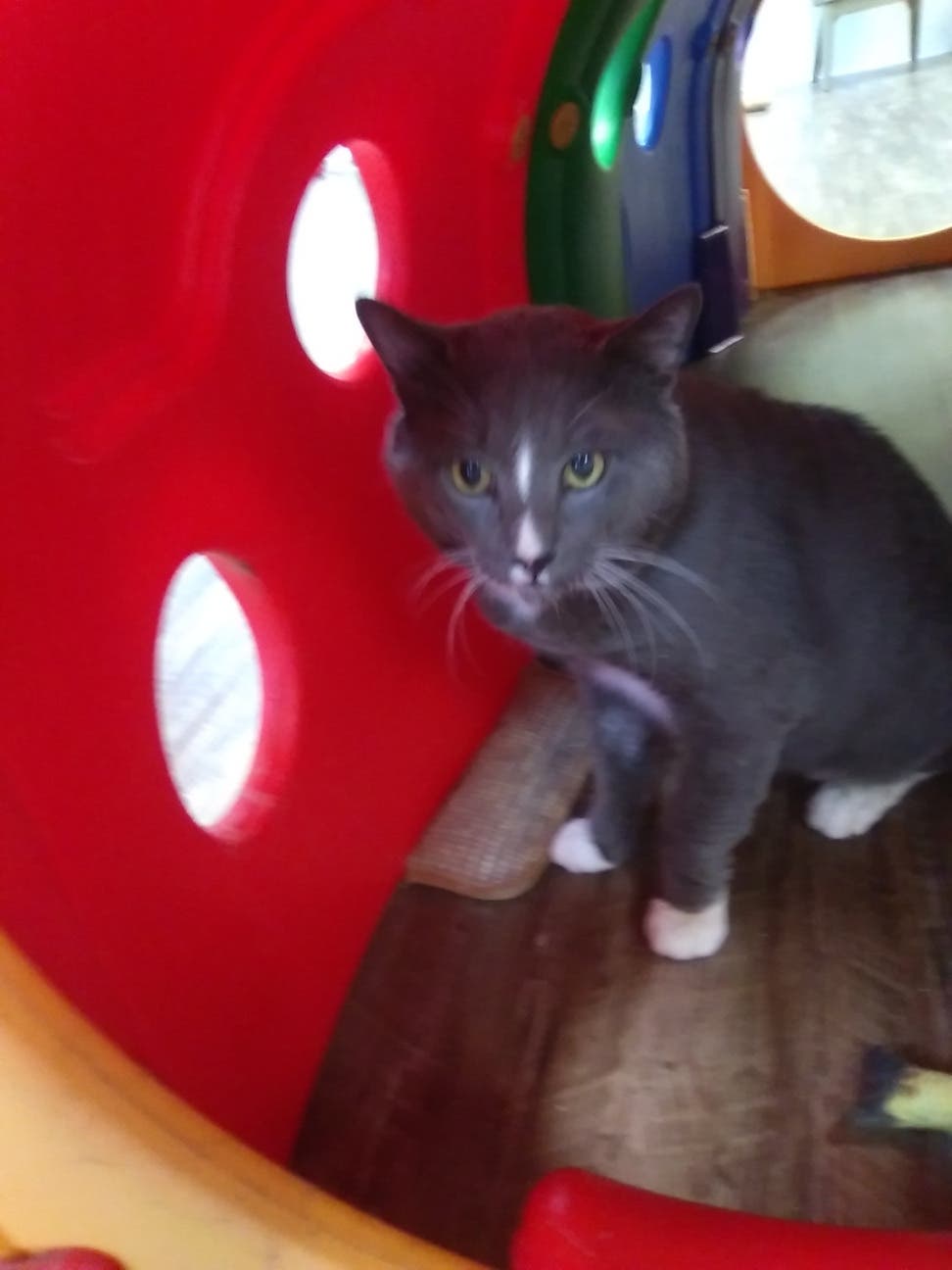 LiDARESCUE CAT ADOPTION