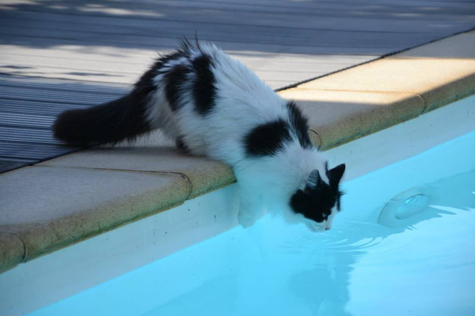 LIDARescue Cat Adoption