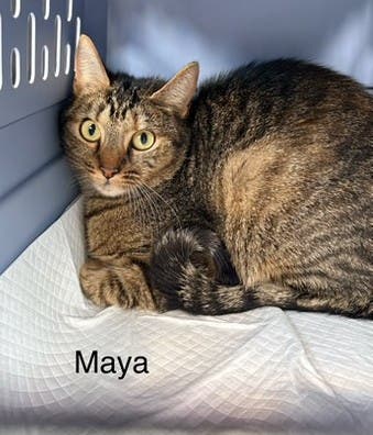 LiDARescue Cat Adoption
