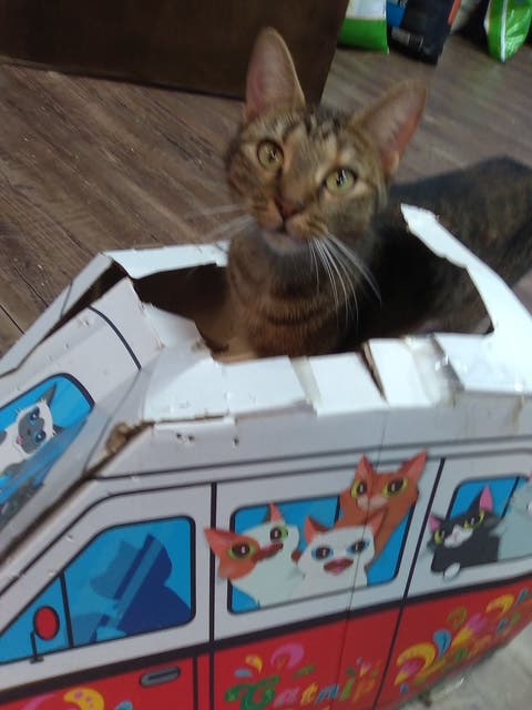 LiDARescue Cat Adoption