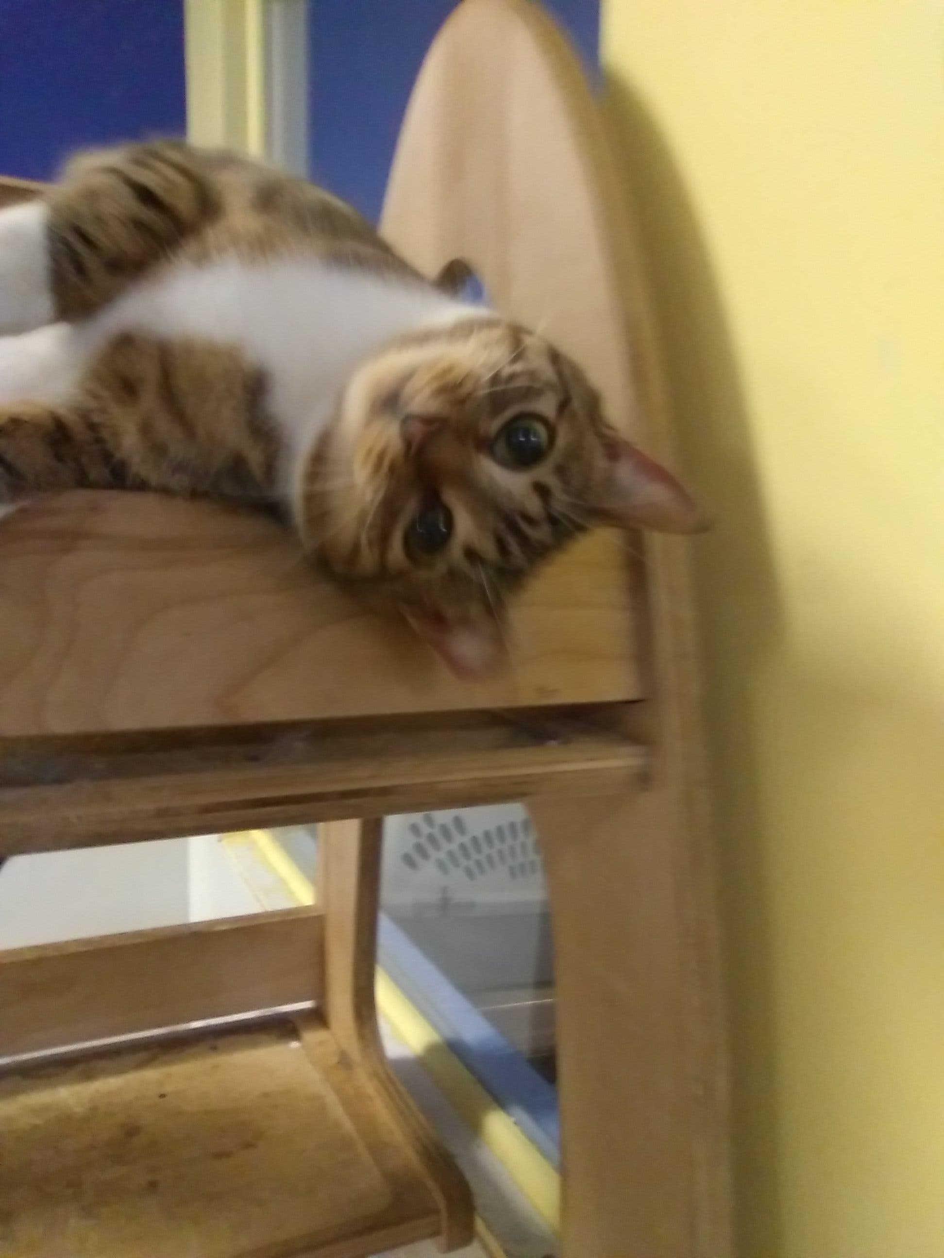 LIDARescue Cat Adoption
