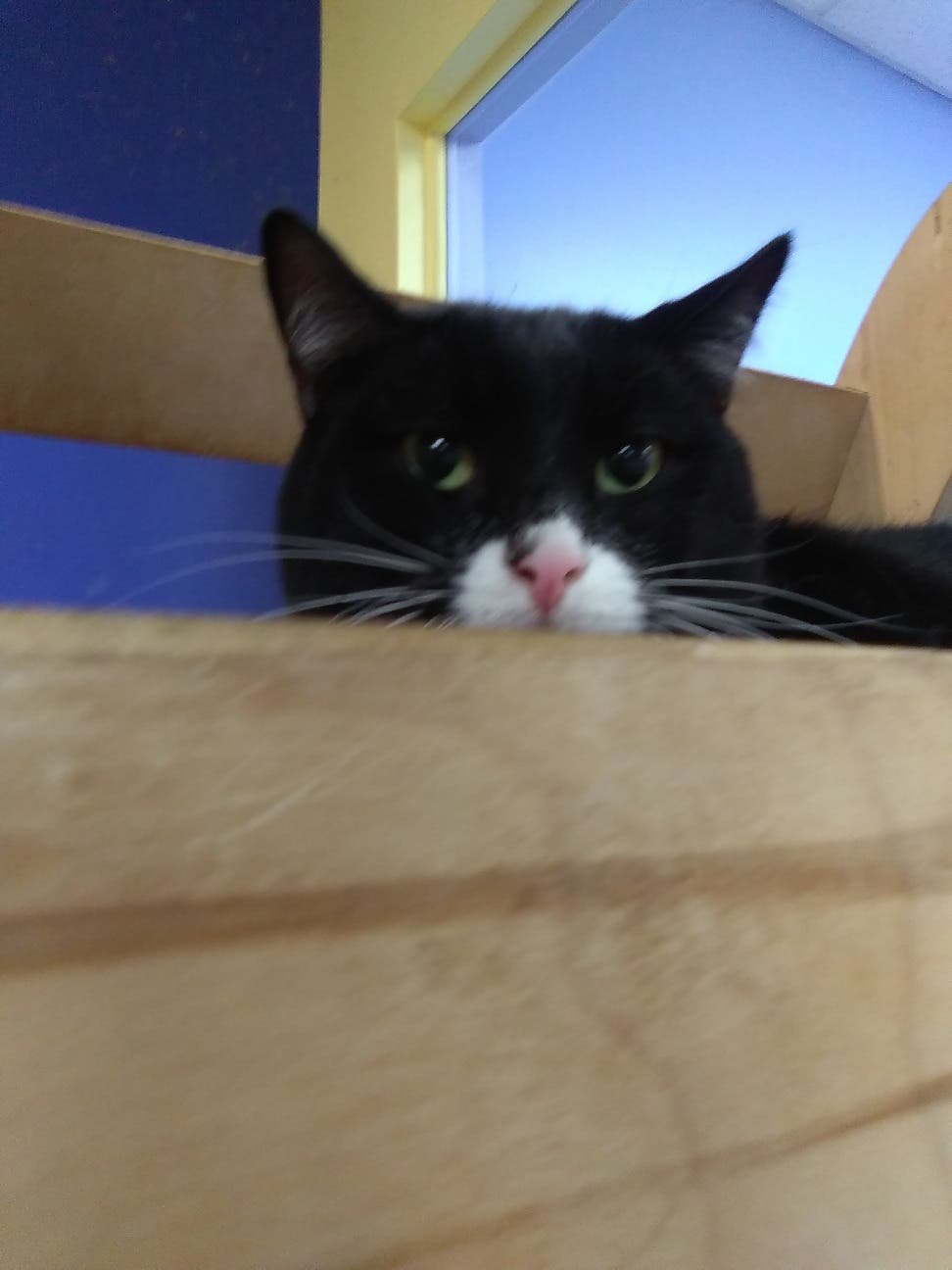 LIDARescue Cat Adoption