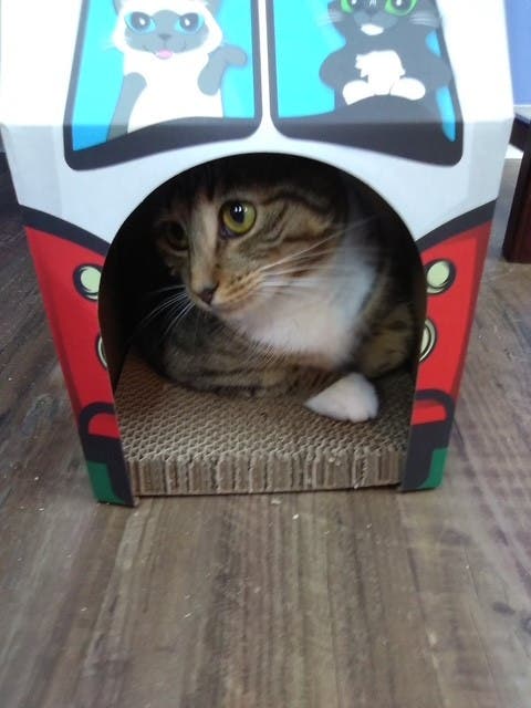 LIDARescue Cat Adoption