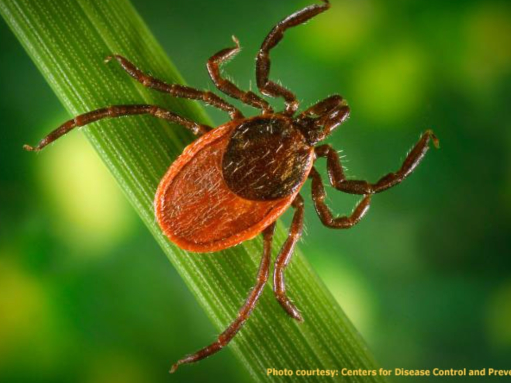 Weekly tick-bite ER visits are higher than historic averages in every U.S. region except the South Central states, with the Northeast recording the highest levels so far in 2026.
