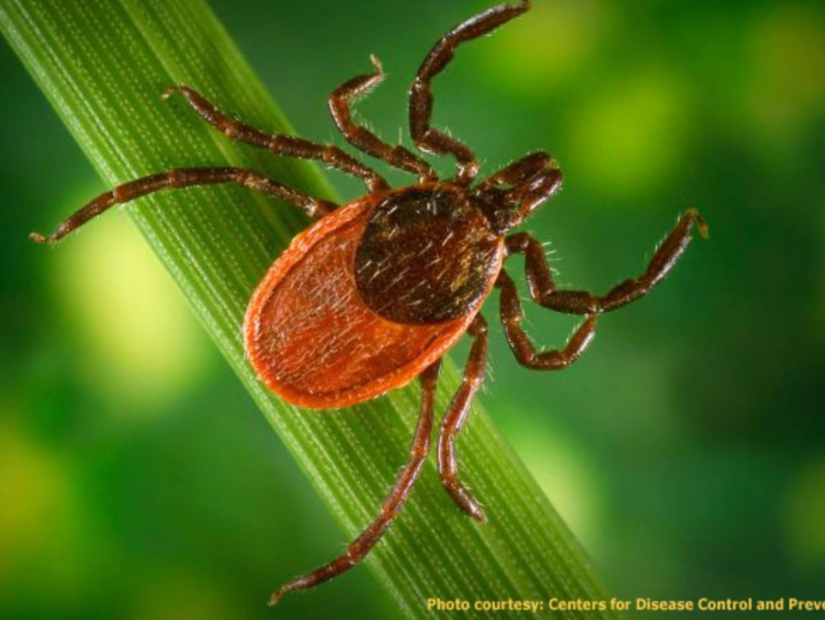 Weekly tick-bite ER visits are higher than historic averages in every U.S. region except the South Central states, with the Northeast recording the highest levels so far in 2026.