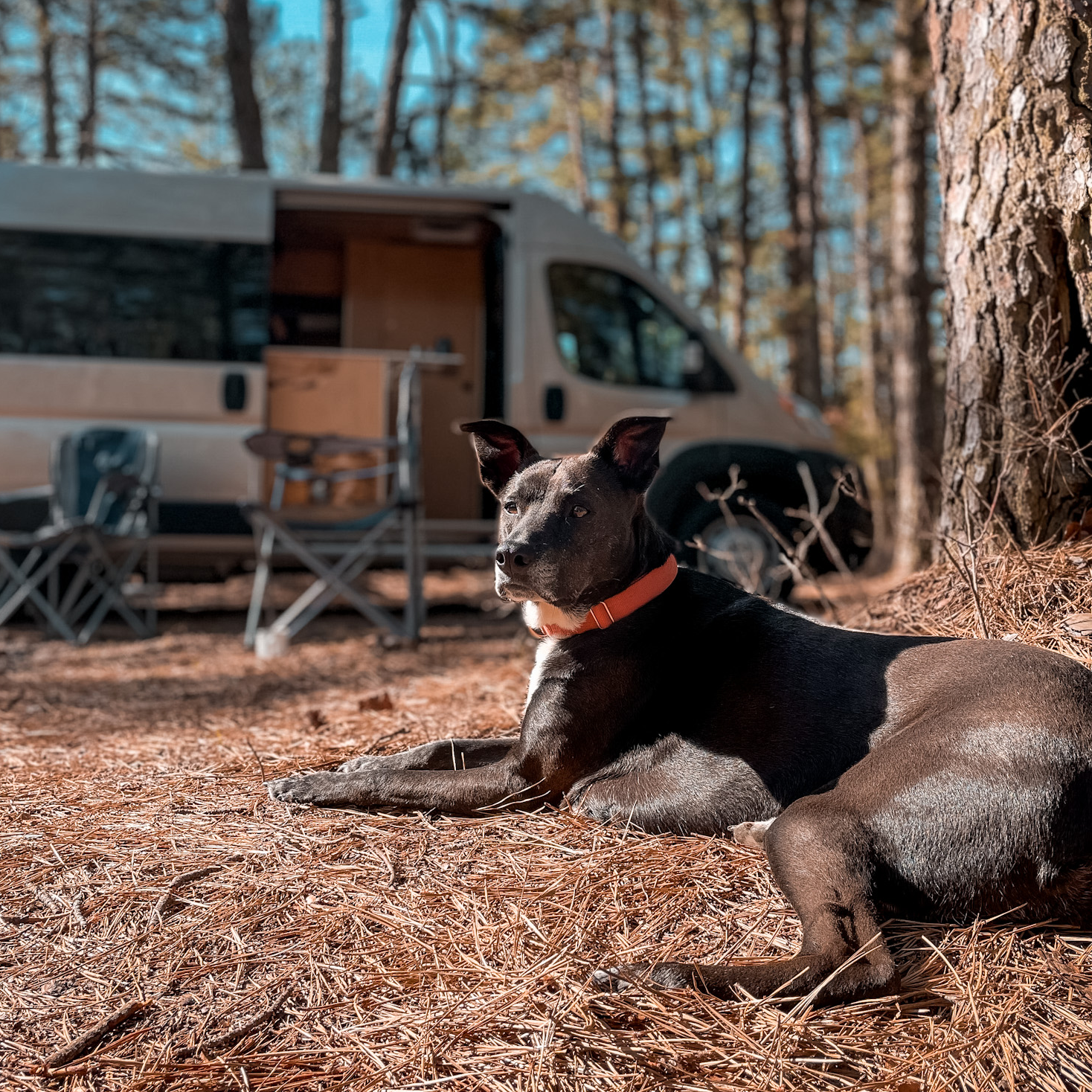 Bea, the pup in the Pine Barrens