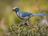 Look for scrub jays during a guided hike of the trails at Archbold Biologicial Station with Calusa Nature Center and Planetarium. 