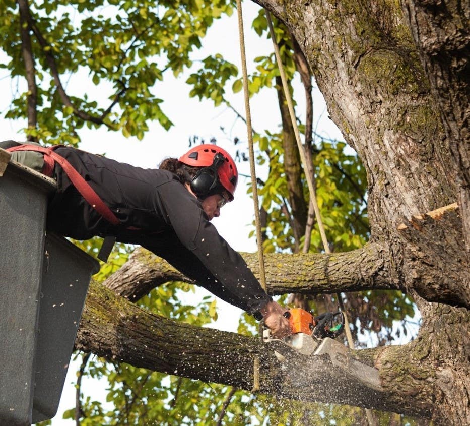Lock Tree Service Lock City Tree Removal Solutions - Stamford, CT Patch