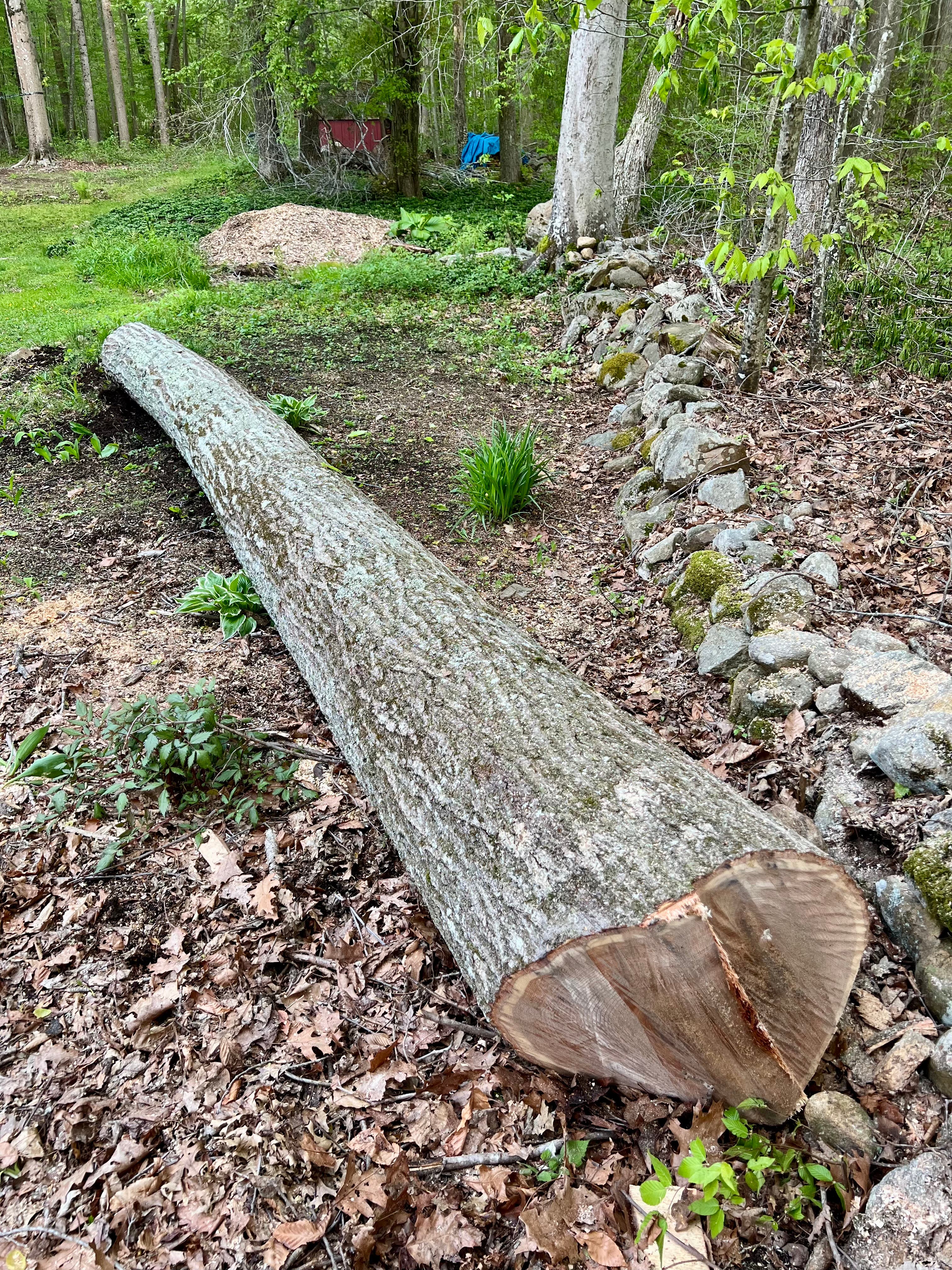 20 foot red oak milling log available 