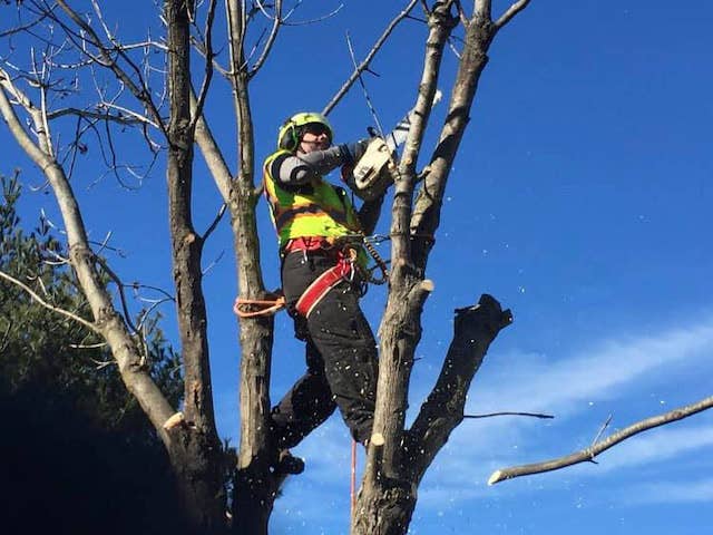 Des Moines Tree Service