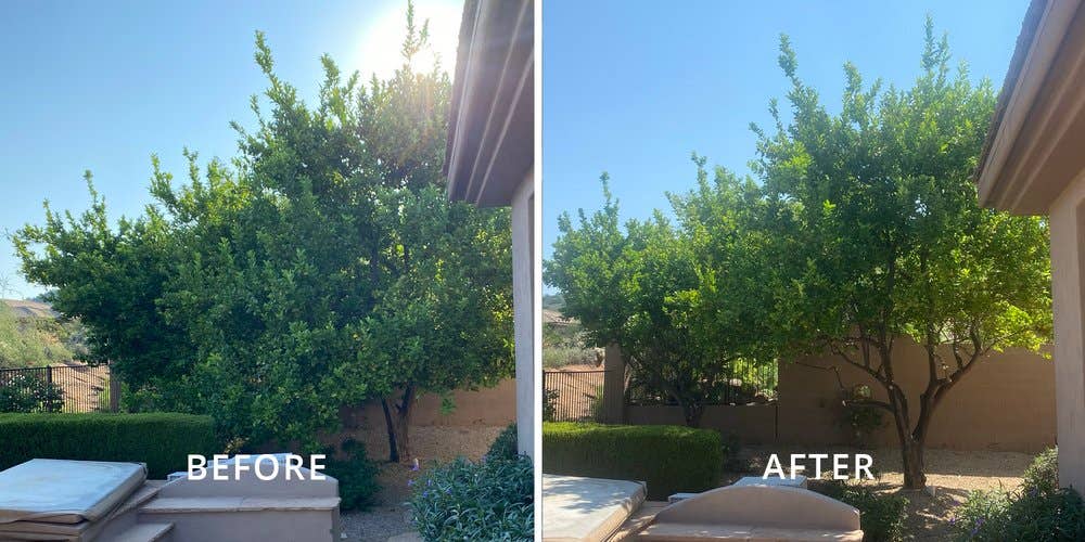 Happy Tree Guys - Trimming and Removal