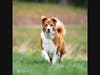 Dakota, owned by Traci Bisson of Golden Dog Adventure Co., still loves to run at the age of 14 years young.