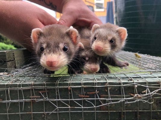 Lovely fur kits- ferrets.