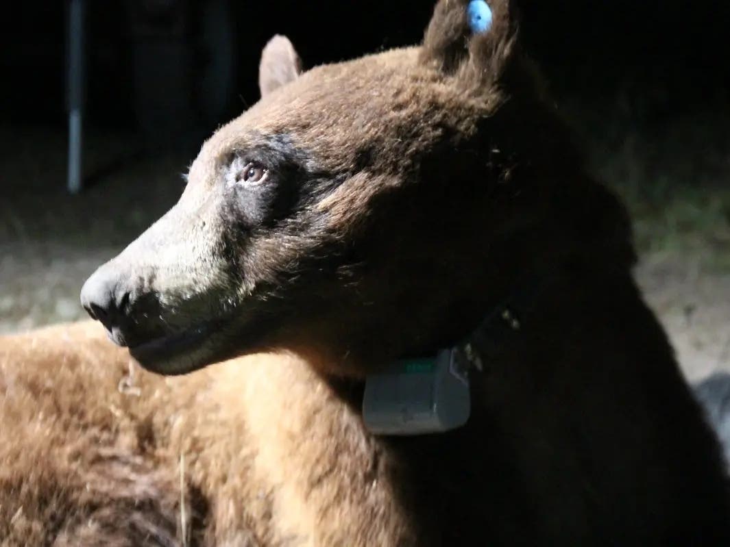 The bear, BB-12, left the prints about a month after he was captured and collared by biologists.