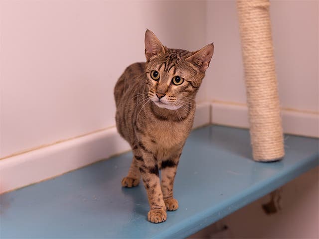 19 Cats Found Living In Squalid Stolen U-Haul Ready To Be Adopted | Los ...